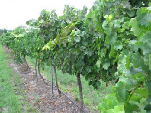 Phylloxera Phylloxera